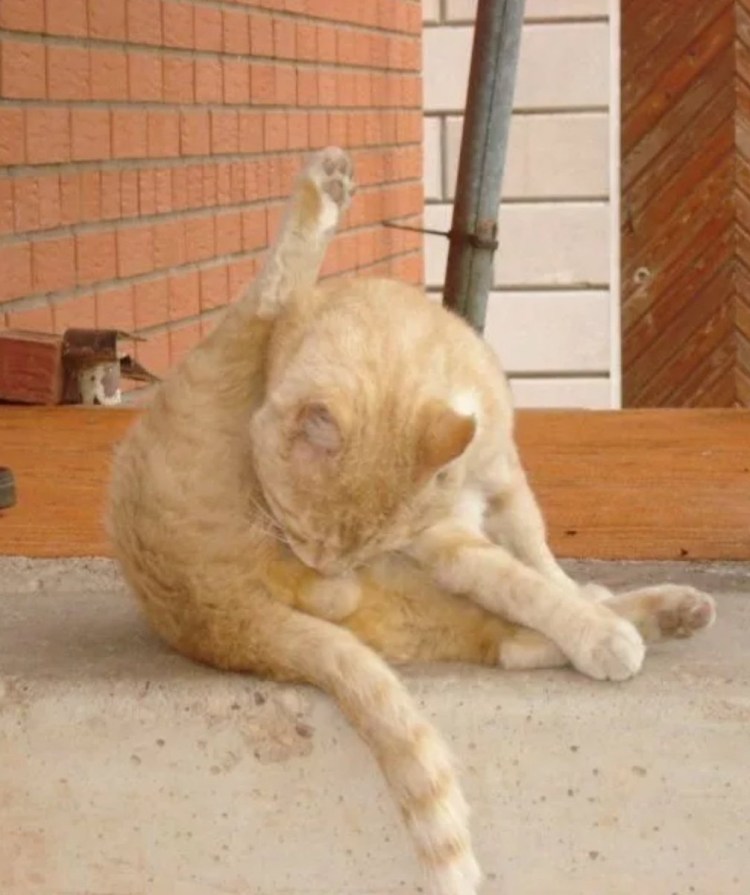 Котик с яйцами