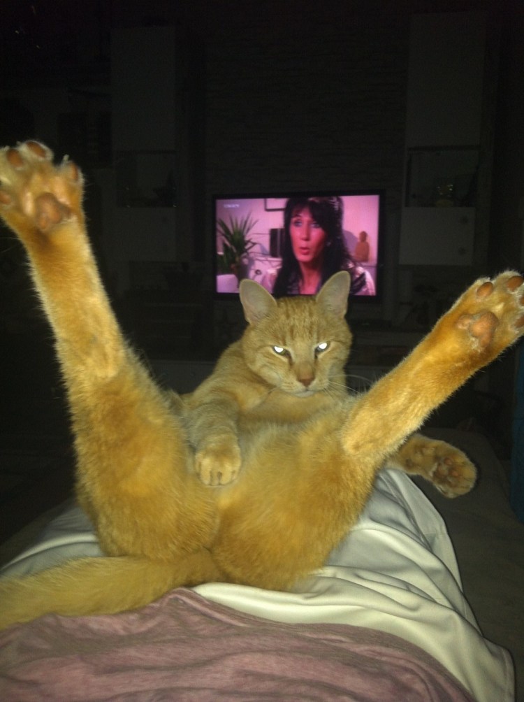 Обиженные коты