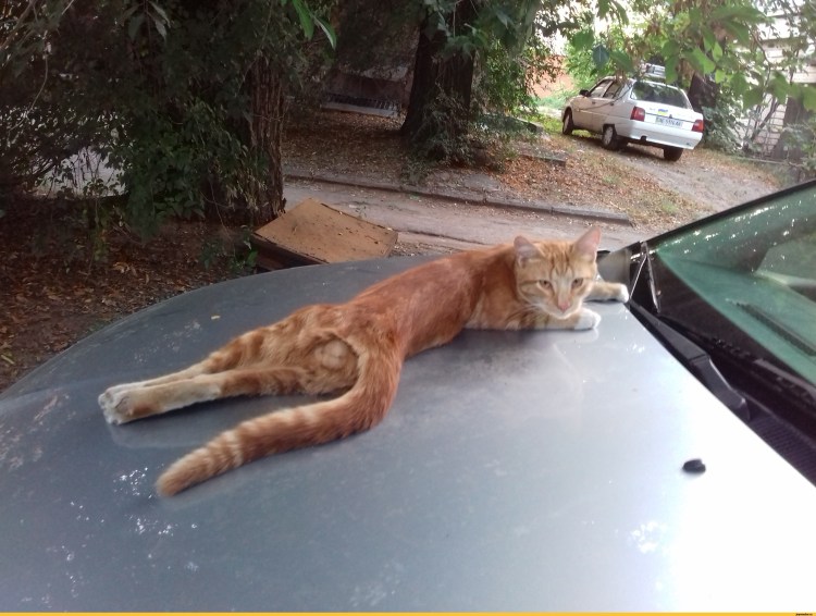 Кот лижет яйца