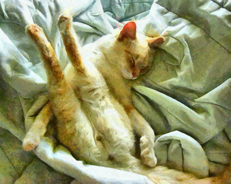 Пушистые кошачьи яйца