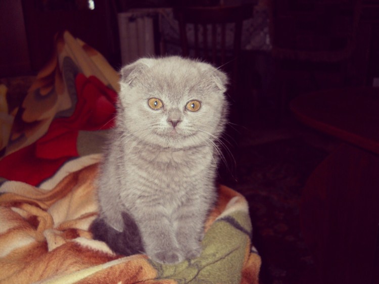 Подстриженный скоттиш фолд