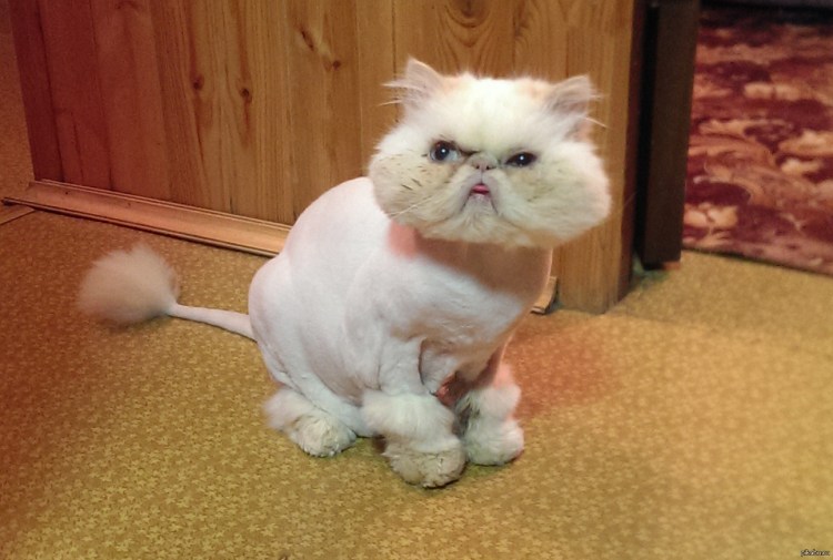 Английская вислоухая