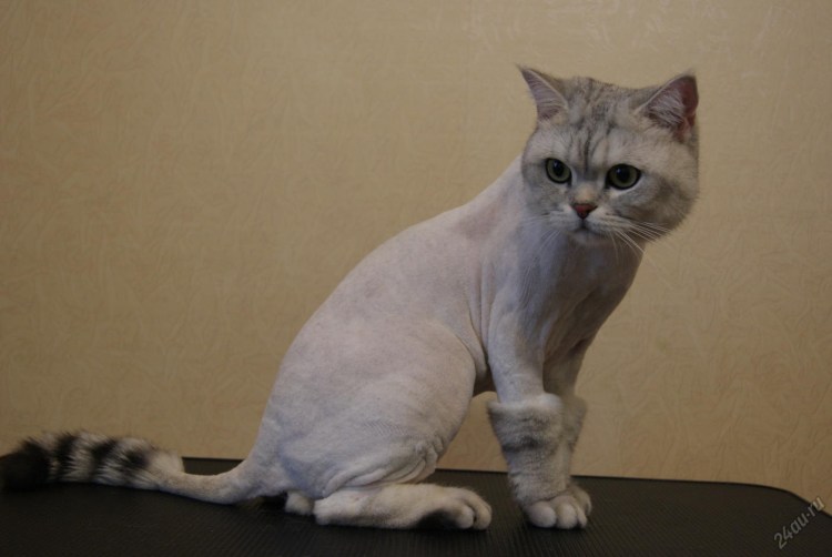 Стрижка скоттиш страйт