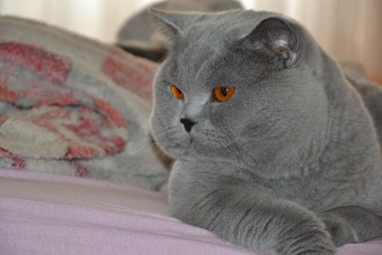 Стрижка кота подо Льва