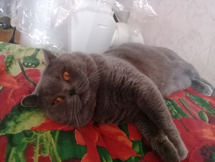 Груминг кошек