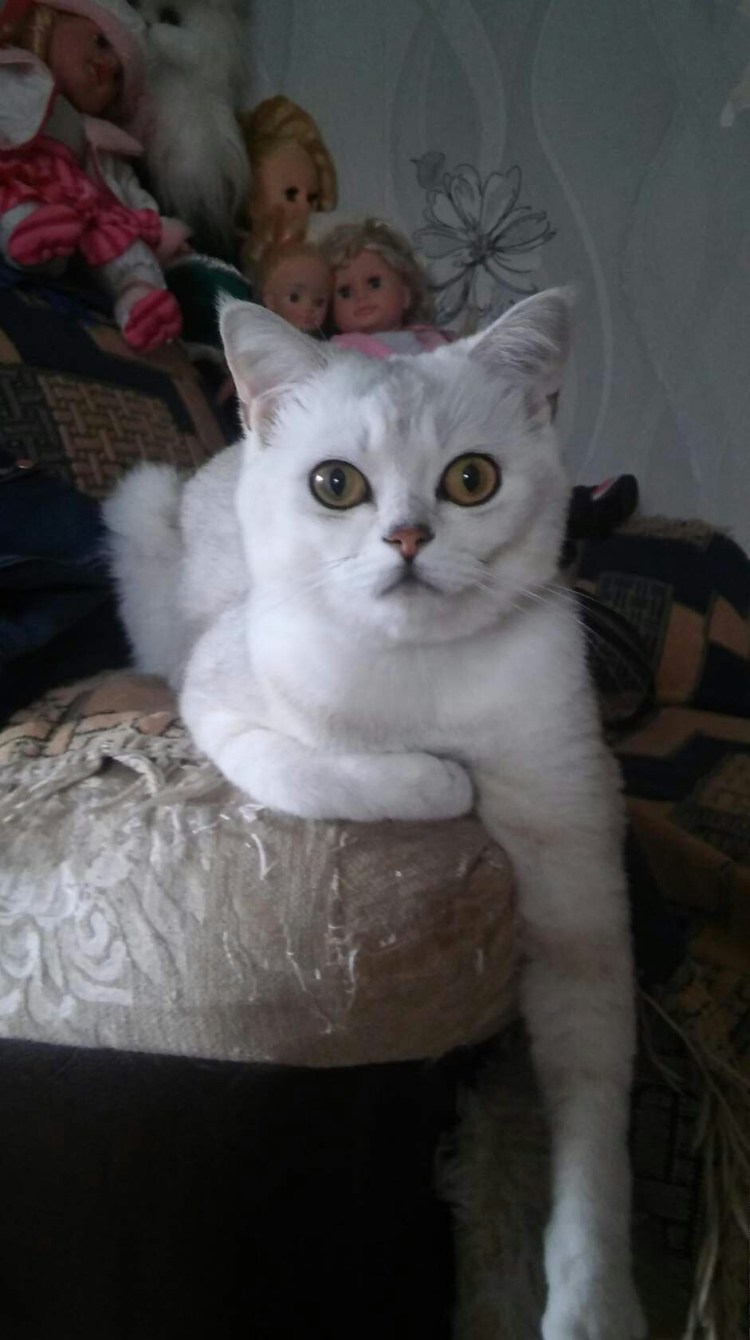 Стрижка котов