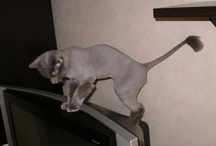 Подстриженные Шотландские вислоухие кошки