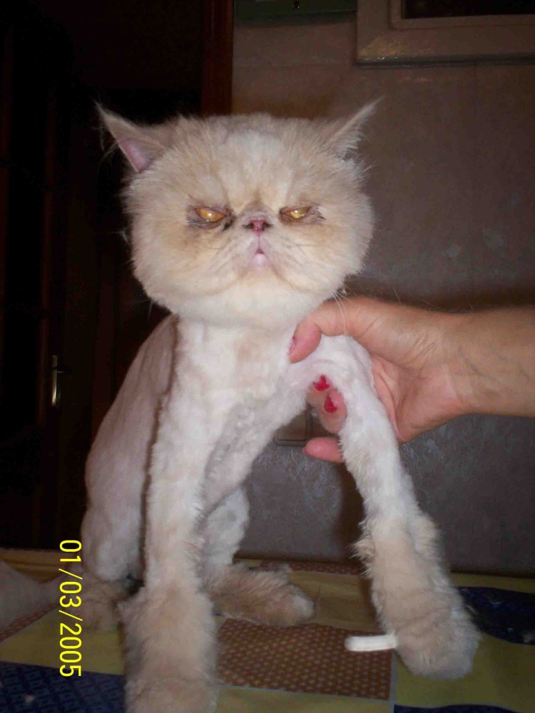 Лысые шотландцы