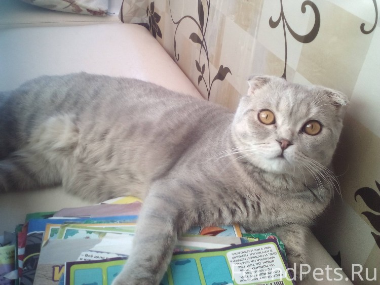 Вислоухий сфинкс украинский левкой