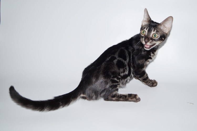 Бенгал меланистик