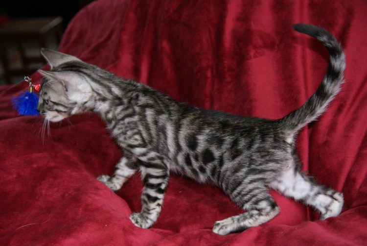 Бенгальская кошка меланистик