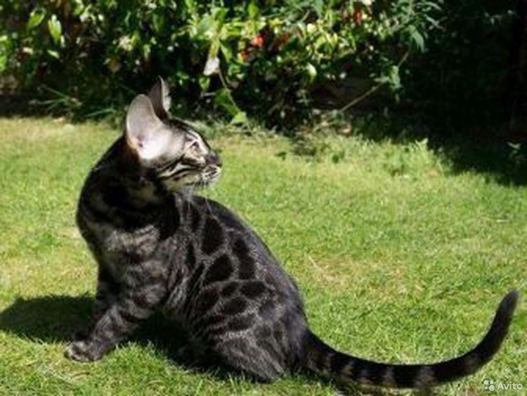 Чёрный бенгальский кот фото