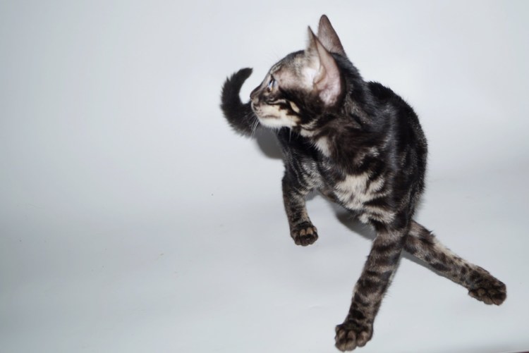 Угольный бенгал меланистик