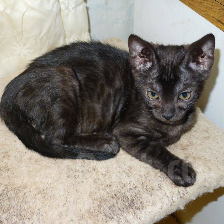 Бенгал меланистик на кровати