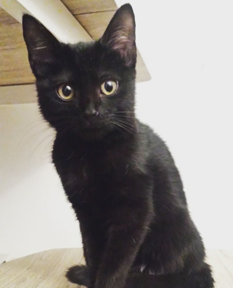 Угольный бенгал меланистик