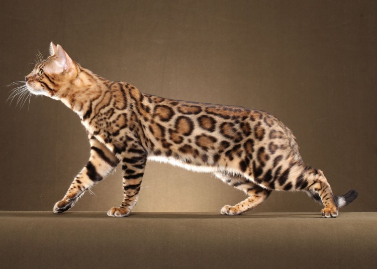 Бенгальская кошка черная