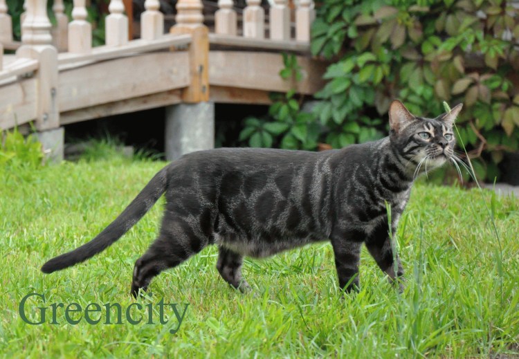 Melanistic Snow Leopard