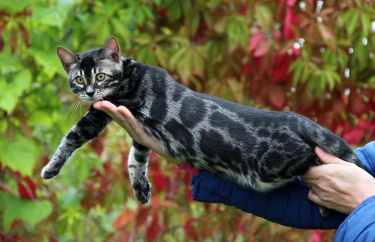 Бенгал меланистик