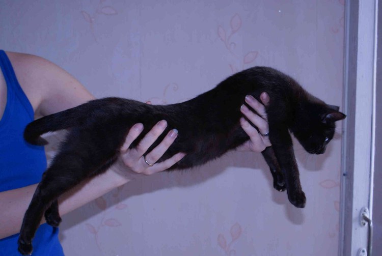 Бенгальские кошки меланистики