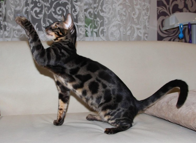 Саванна меланист