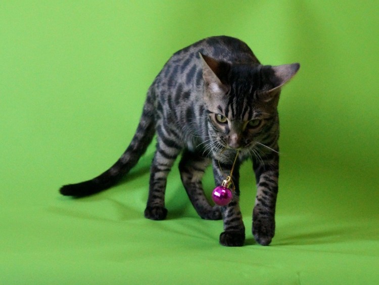 Бенгальская кошка меланистик Кашмир