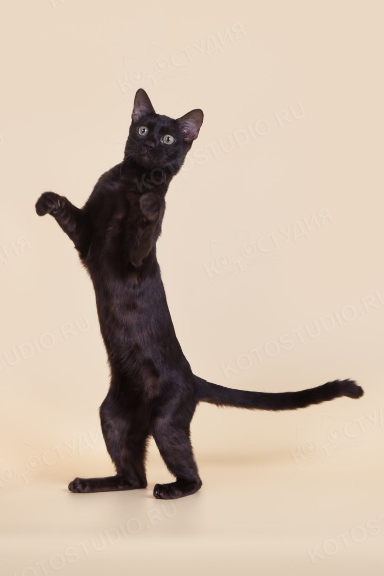 Меланист Бенгальская кошка