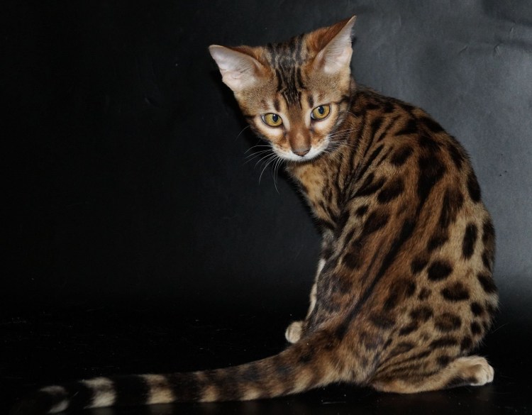 Бенгальская кошка меланистик мраморная
