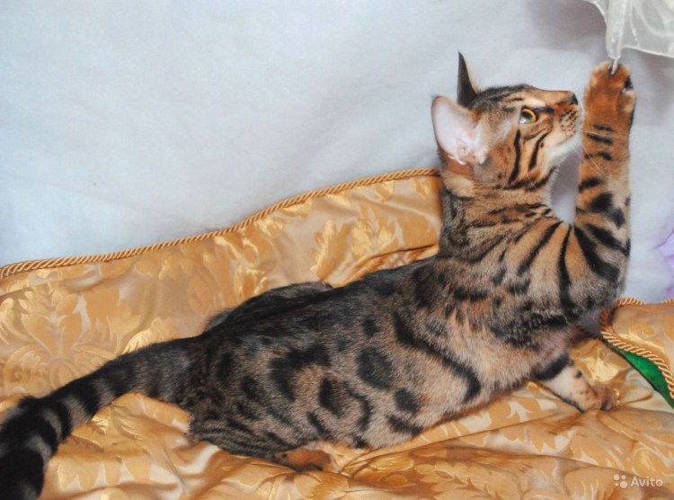 Бенгальский кот меланистик залысины