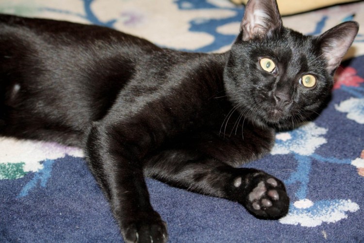 Черный бенгал меланистик