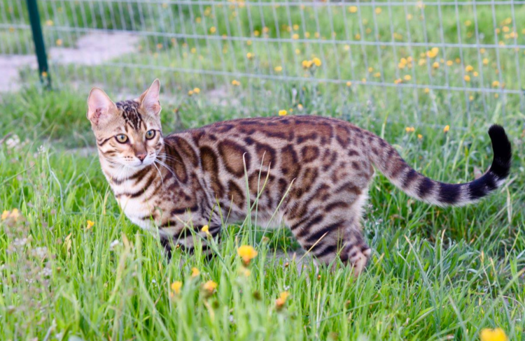 Бенгальская кошка меланистик черная пантера