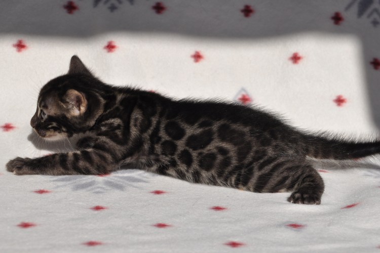 Угольный мраморный бенгал