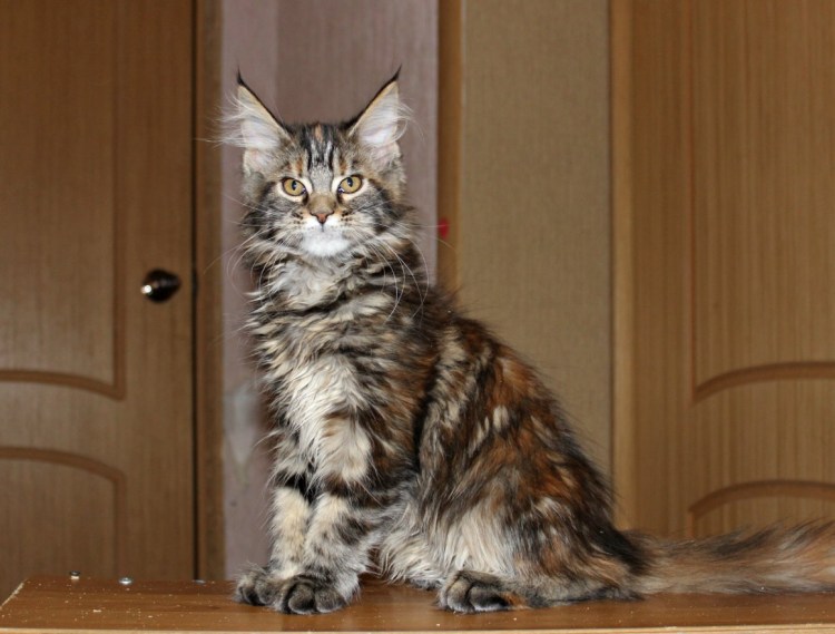 Черная дымная черепаха Мейн кун