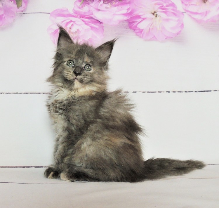 Мейн кун в 2 месяца черепаховый