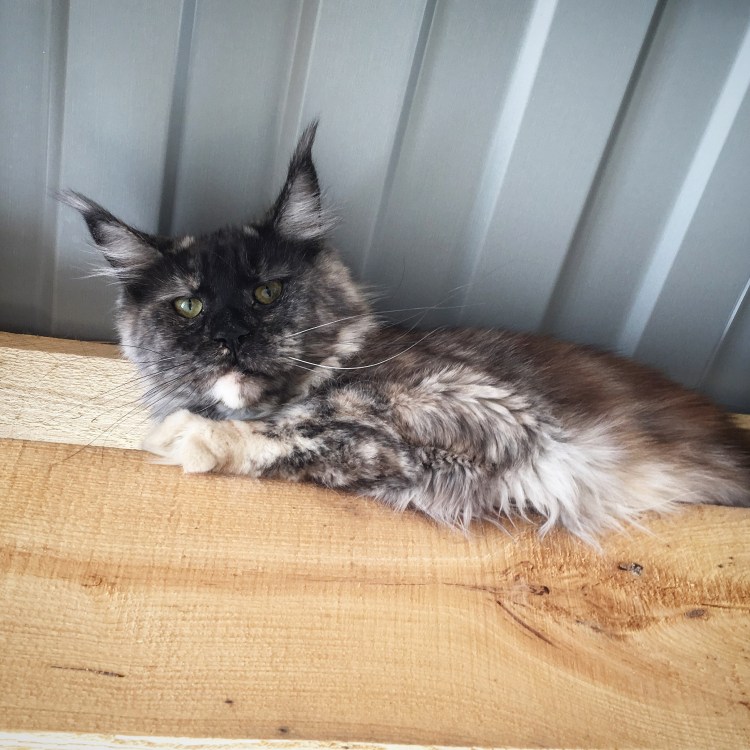 Мейн кун черепаховый