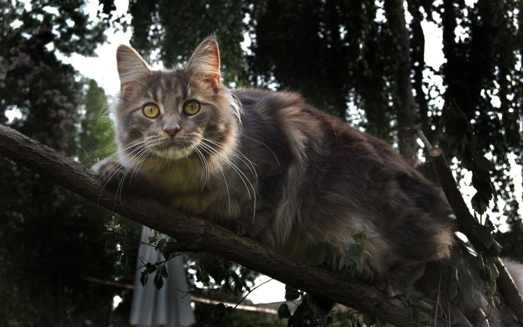 Мейн кун кошка трехцветная