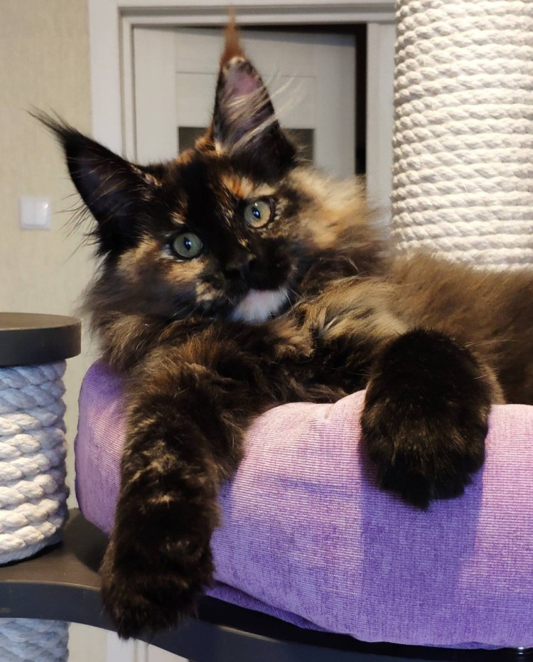 Черепаховая кошка Мейн кун