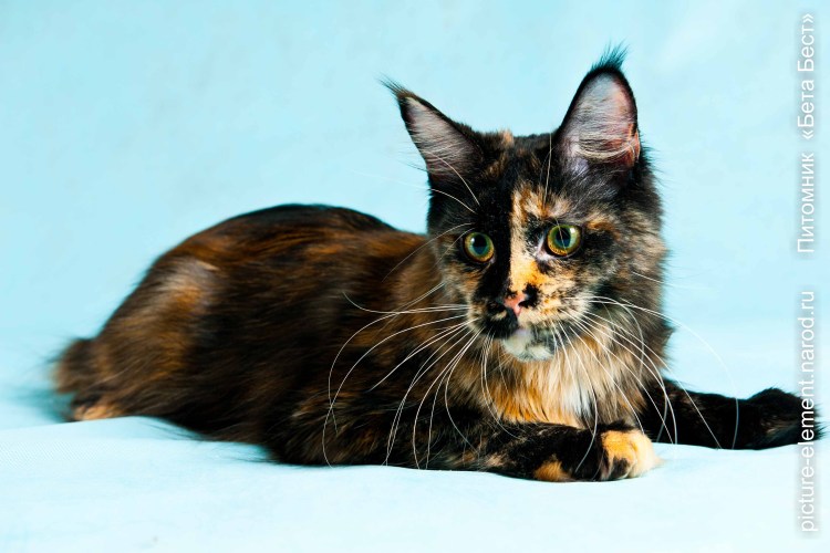 Мраморная черепаха Мейн кун