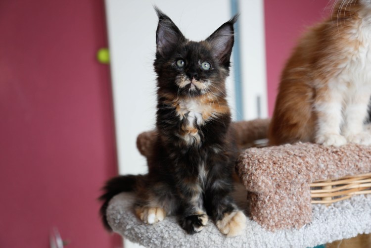 Пойнтовый окрас Мейн куна