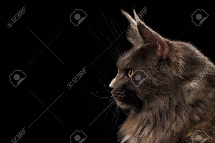 Тикированная черепаха Мейн кун