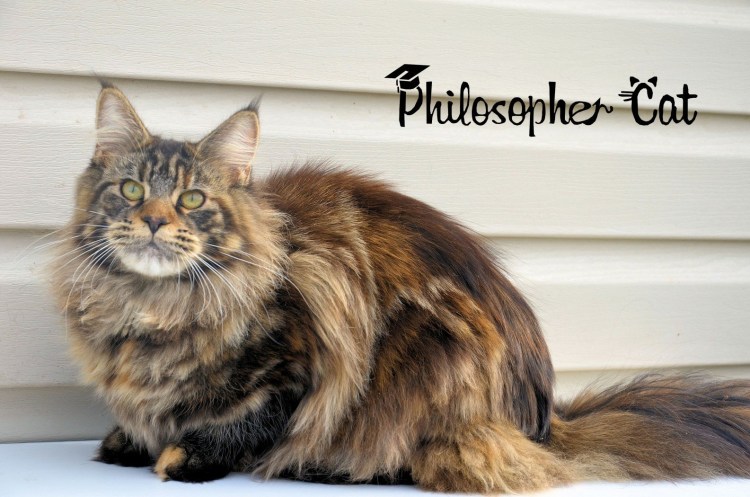 Голубокремовая мраморная черепаха Мейн кун