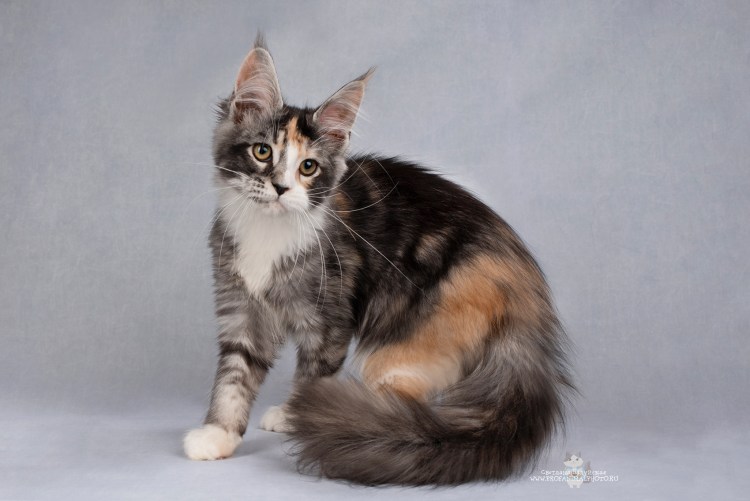 Голубокремовая черепаха Мейн кун