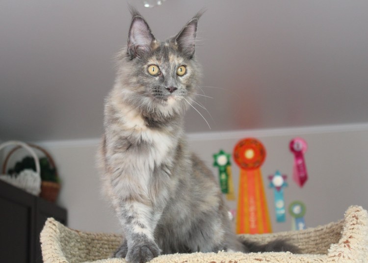 Мраморная черепаха Мейн кун