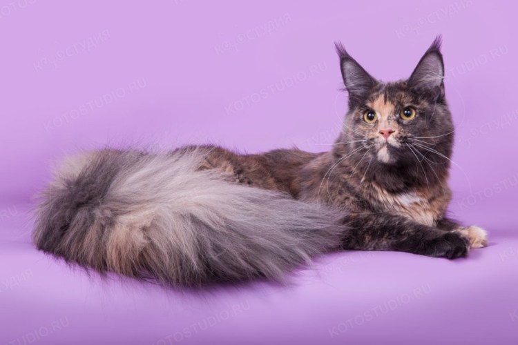 Мейн кун черный черепаховый