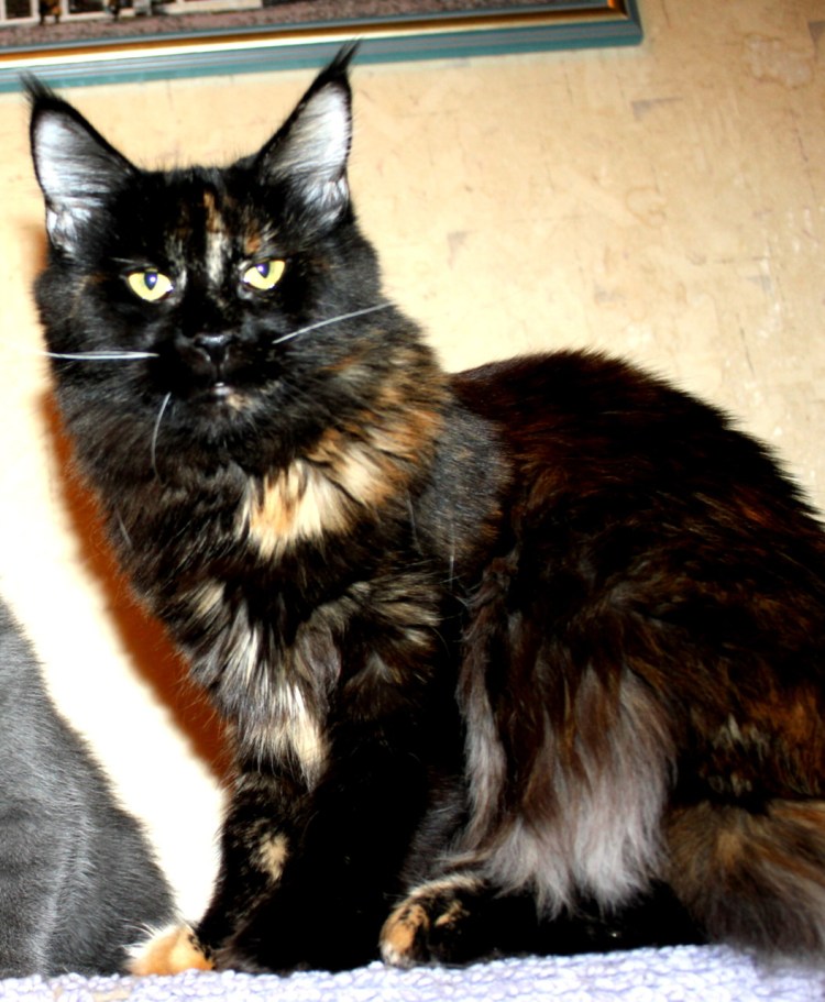 Мейн кун черный черепаховый