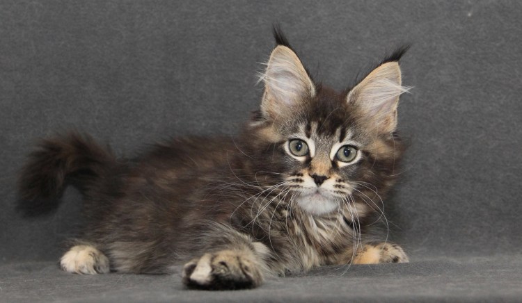 Черепаховый окрас Мейн куна