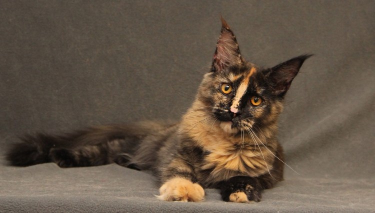 Курдюк у Мейн кунов