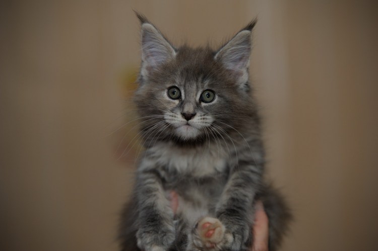 Бамп у Мейн куна