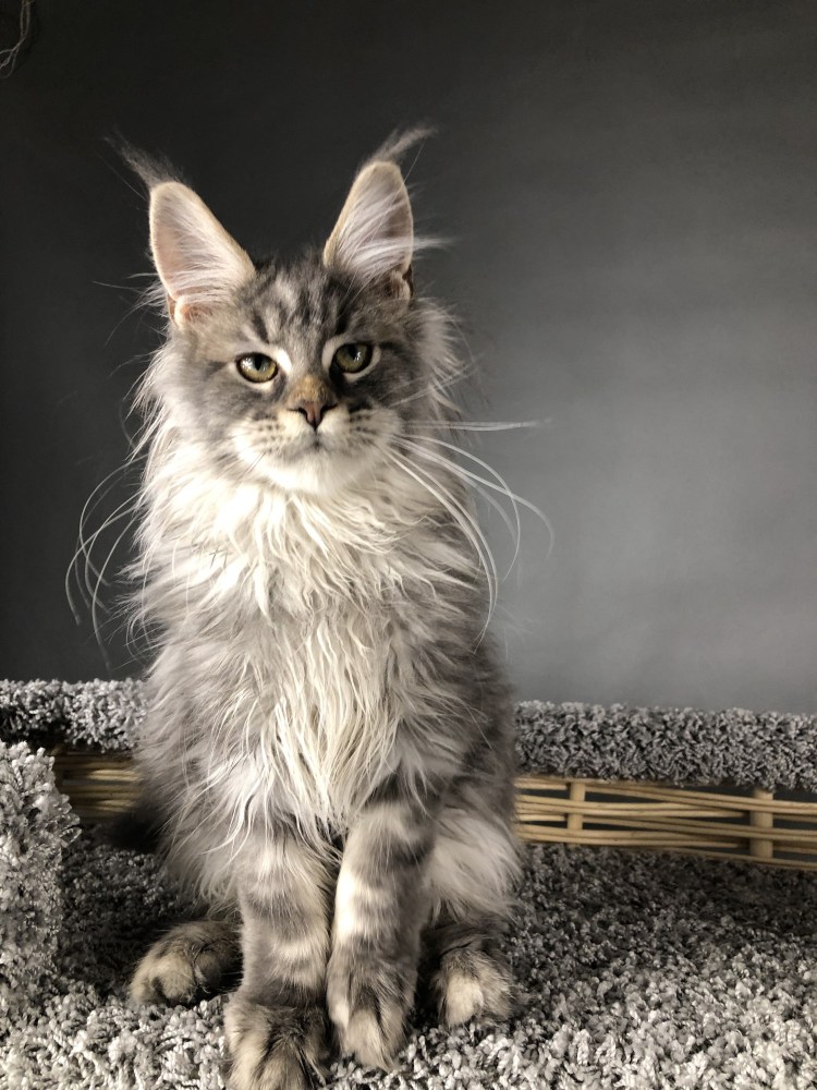 Мейн кун черная черепашка