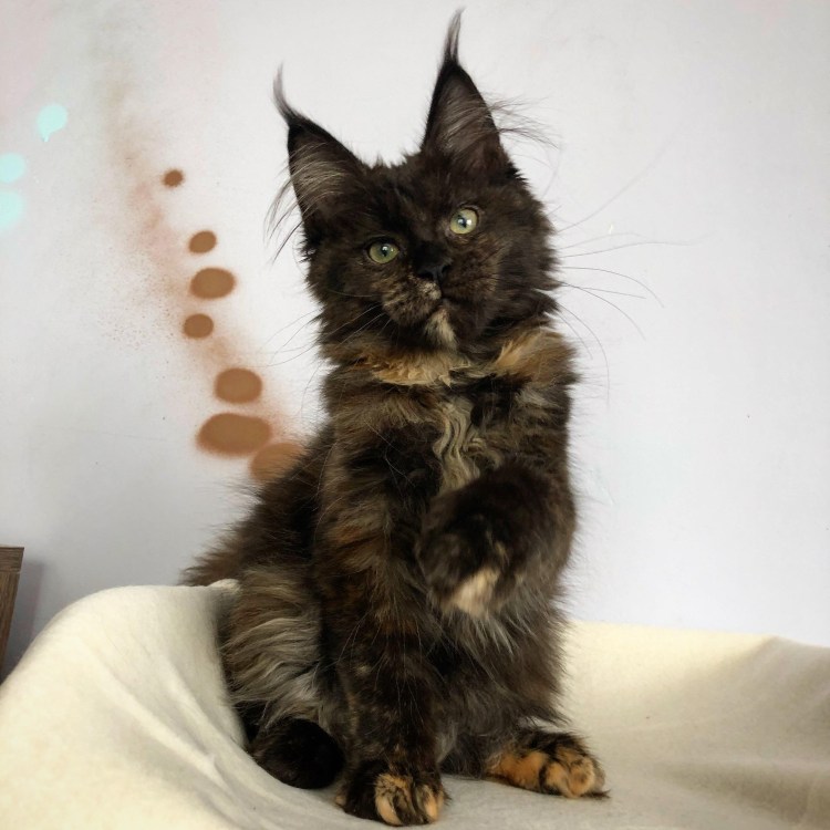 Мейн кун черепаховый окрас