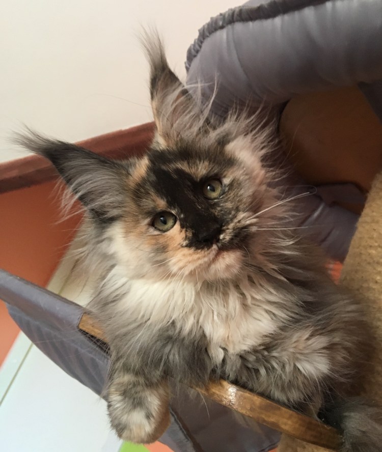 Рыжий кот Мейн кун